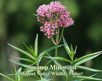Swamp Milkweed Seeds Texas Native Seeds Asclepias Incarnata Pollinator Seed For Butterfly Garden Wild Flowers for Butterflies Feed Habitat