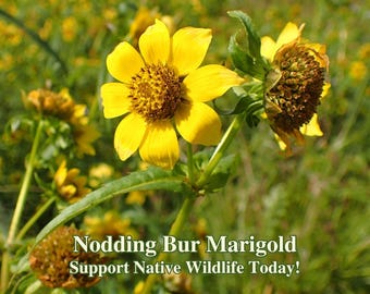 Nodding Bur Marigold Seeds California Native Seeds Bidens Cernua Pollinator Seed For Butterfly Garden Wild Flowers for Butterflies Habitat