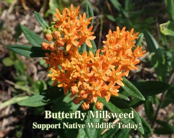 Kansas Native Milkweed Seed Collection With FREE Shipping! - Etsy