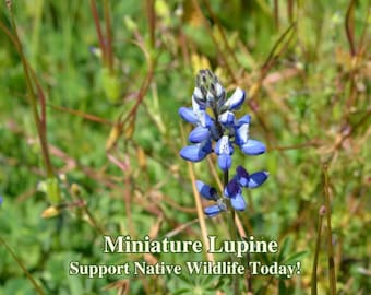 Peut inclure: Gros plan sur une fleur de lupin miniature bleue et blanche en fleurs dans un champ d'herbe verte. Le texte "Miniature Lupine Support Native Wildlife Today!" est en bas de l'image.