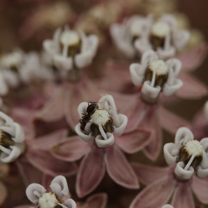 May include: A close-up of a cluster of delicate white flowers with pink petals. A small black ant is perched on one of the flowers.