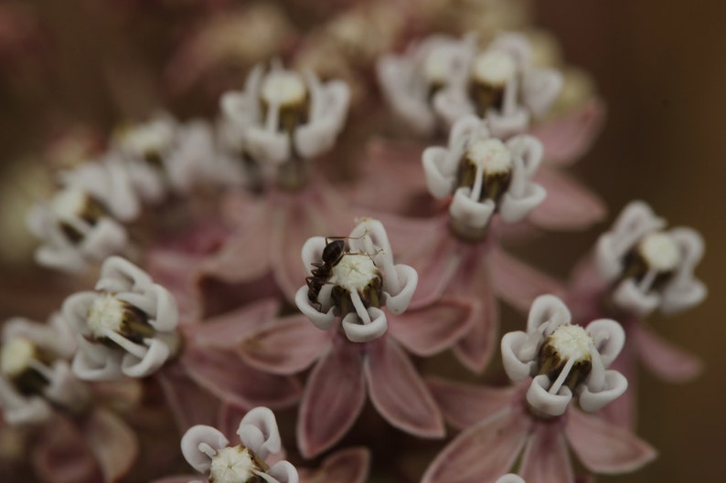 May include: A close-up of a cluster of delicate white flowers with pink petals. A small black ant is perched on one of the flowers.