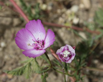 Punchbowl Godetia California Native Seeds Clarkia Bottae Pink Flowers for Home Garden Wild Flowers for Home Landscaping