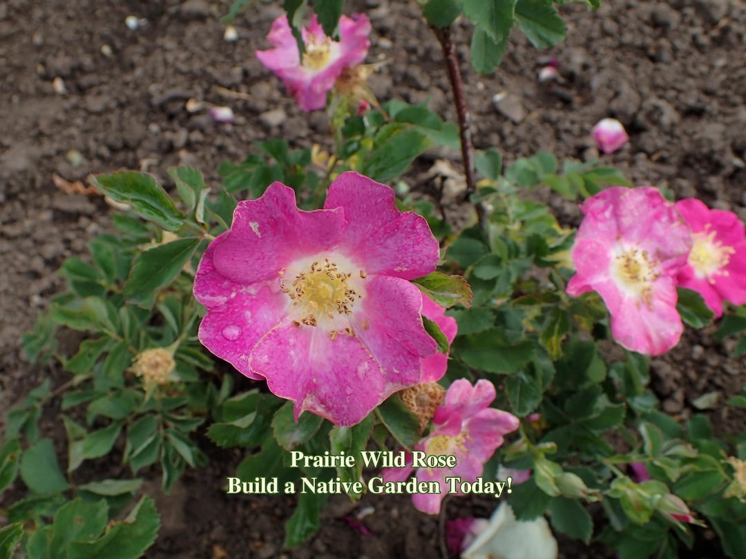 Prairie Wild Rose Seeds Texas Native Seeds Rosa Arkansana Pollinator ...