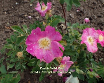 Prairie Wild Rose Seeds Texas Native Seeds Rosa Arkansana Pollinator Seed For Native Low Water Garden Wild Flowers for Pollinator Habitat