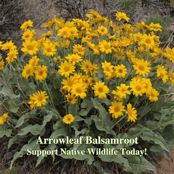 Arrowleaf Balsamroot Seeds - Drought Tolerant - California Native - Balsamorhiza sagittata - Protect Biodiversity - USA Wildflower