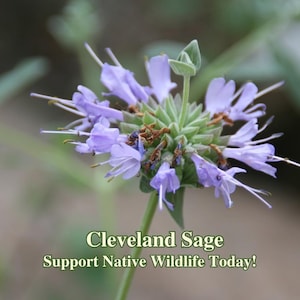 May include: Close-up of a Cleveland Sage flower with delicate, light purple petals and long white stamens. The flower head is surrounded by green leaves and a stem. Text on the image reads "Cleveland Sage" and "Support Native Wildlife Today!"
