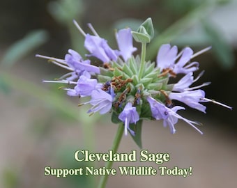 Cleveland Sage California Native Seeds Salvia Clevelandii Pollinator Seed For Moth and Bees Drought Tolerant Garden Wild Flower Coast Plant