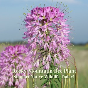 Rocky Mountain Bee Plant Seeds California Native Flower Cleome Serrulata To Attract Bees to Garden Native Wild Flowers for Bee Pollinators