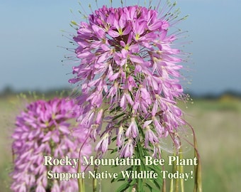 Rocky Mountain Bee Plant Seeds California Native Flower Cleome Serrulata To Attract Bees to Garden Native Wild Flowers for Bee Pollinators