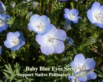 Baby Blue Eyes Seeds - California Native - Nemophila menziesii - Protect Biodiversity Today!