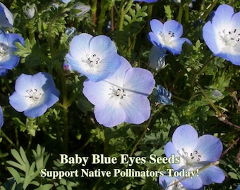 Baby Blue Eyes Seeds - California Native - Nemophila menziesii - Drought Tolerant Lawn Replacement