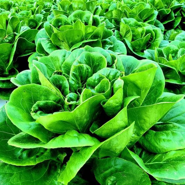 ORGANIC Buttercrunch Butterhead Lettuce Seeds - Heirloom Plant Variety - Lactuca sativa - Protect Biodiversity Today!