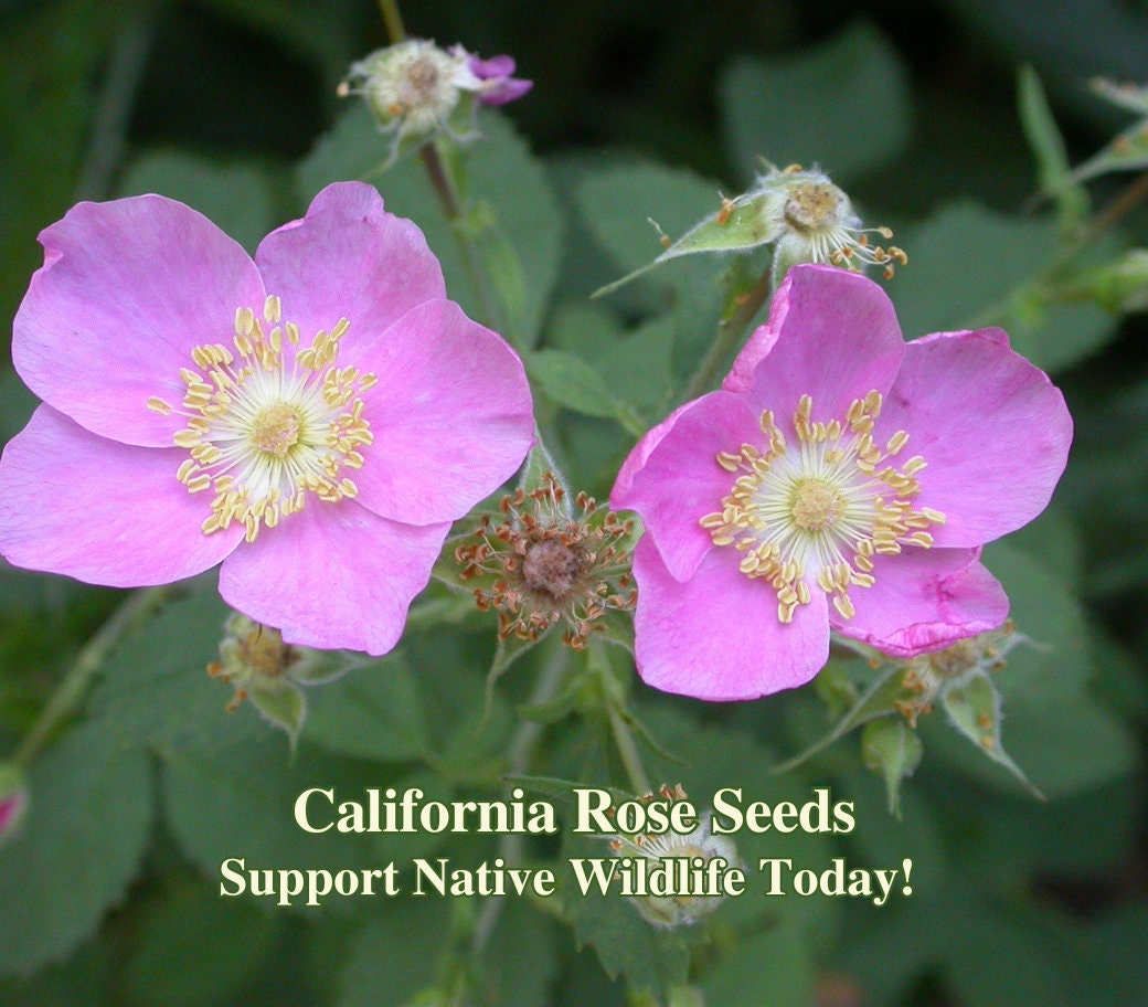 Wild Rose Seeds California Native Seeds Rosa californica Pollinator Seed For Bee Sustainable Landscape Wild Flower Garden Flowers