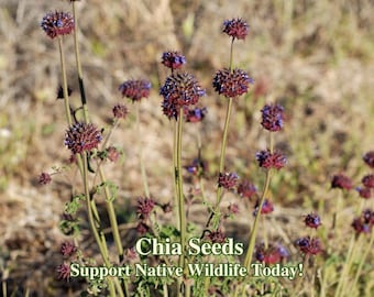 Chia Seeds California Native Seeds Salvia Columbariae Pollinator Seed For Bees Drought Tolerant Garden Wild Flower For Native Garden
