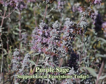 Purple Sage California Native Seeds Salvia Leucophylla Pollinator Seed For Moth and Bees Drought Tolerant Garden Coastal Wild Flower Seeds