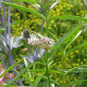 May include: A close-up of a green plant with pink flowers. The plant has long, narrow leaves and the flowers are clustered together in groups of three or four.