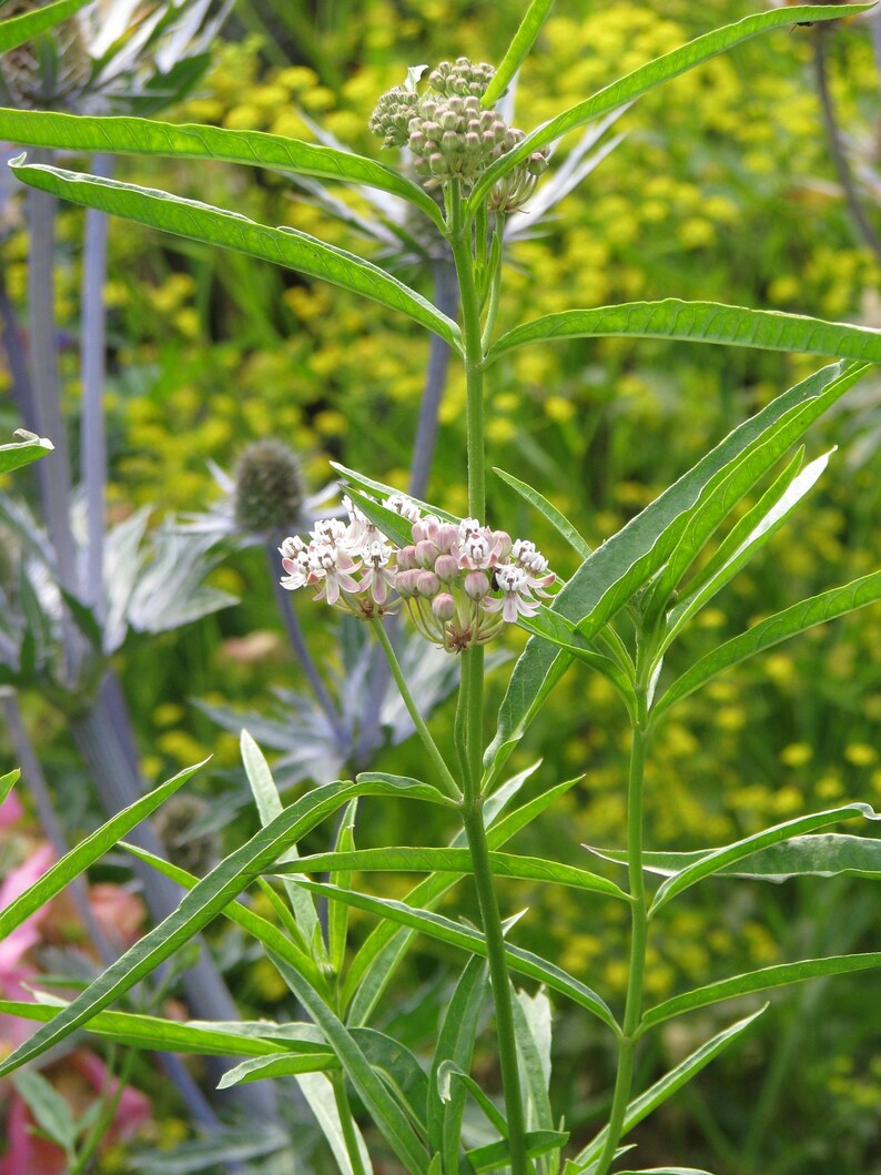 May include: A close-up of a green plant with pink flowers. The plant has long, narrow leaves and the flowers are clustered together in groups of three or four.