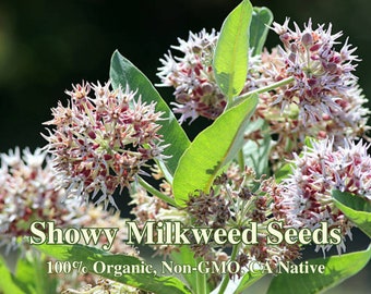 Showy Milkweed Seeds - California Native Flower - Asclepias speciosa - Protect United States Biodiversity Today! - Help Native Pollinators