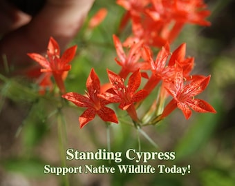 Standing Cypress Seeds Texas Native Seeds Ipomopsis Rubra Pollinator Seed For Pollinator Garden Wild Flowers for Bees and Butterflies Food