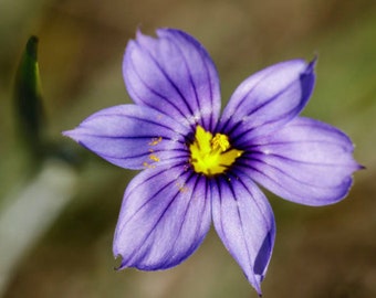 Western Blue Eyed Grass Seeds - California Native Flower - Sisyrinchium bellum - Protect United States Biodiversity Today!