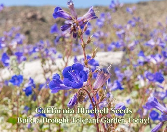 May include: Close-up of a field of blue California bluebell flowers. The text "California Bluebell Seeds Build a Drought Tolerant Garden Today!" is superimposed on the image.