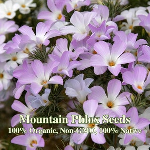 RARE : Mountain Phlox Seeds - California Native - Linanthus Grandiflorus - Protect Biodiversity - Help Indigenous Pollinators