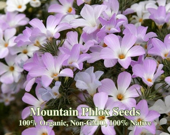 Mountain Phlox Seeds - California Native - Linanthus Grandiflorus - Protect Biodiversity - For Indigenous Pollinators