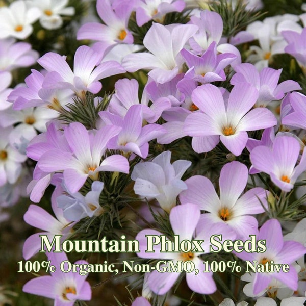 RARE : Mountain Phlox Seeds - California Native - Linanthus Grandiflorus - Protect Biodiversity - Help Indigenous Pollinators