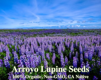Peut inclure: Un champ de fleurs de lupin pourpres en fleurs sous un ciel bleu. Le texte "Arroyo Lupine Seeds 100% Organic, Non-GMO, CA Native" est en bas de l'image.