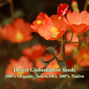 Desert Globemallow Seeds - California Native Flower - Sphaeralcea ambigua - Drought Tolerant - Protect United States Biodiversity Today!