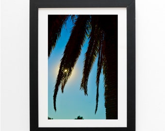 Photography Print - Afternoon Sun Through Palm Tree