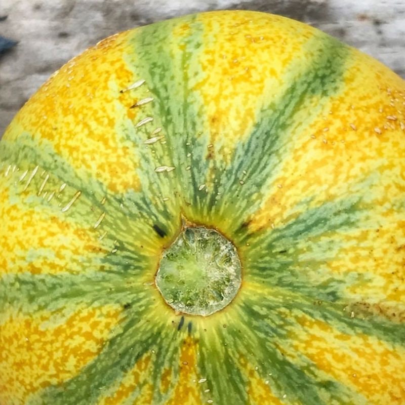 Ha'ogen Melon 200 Seeds Etsy