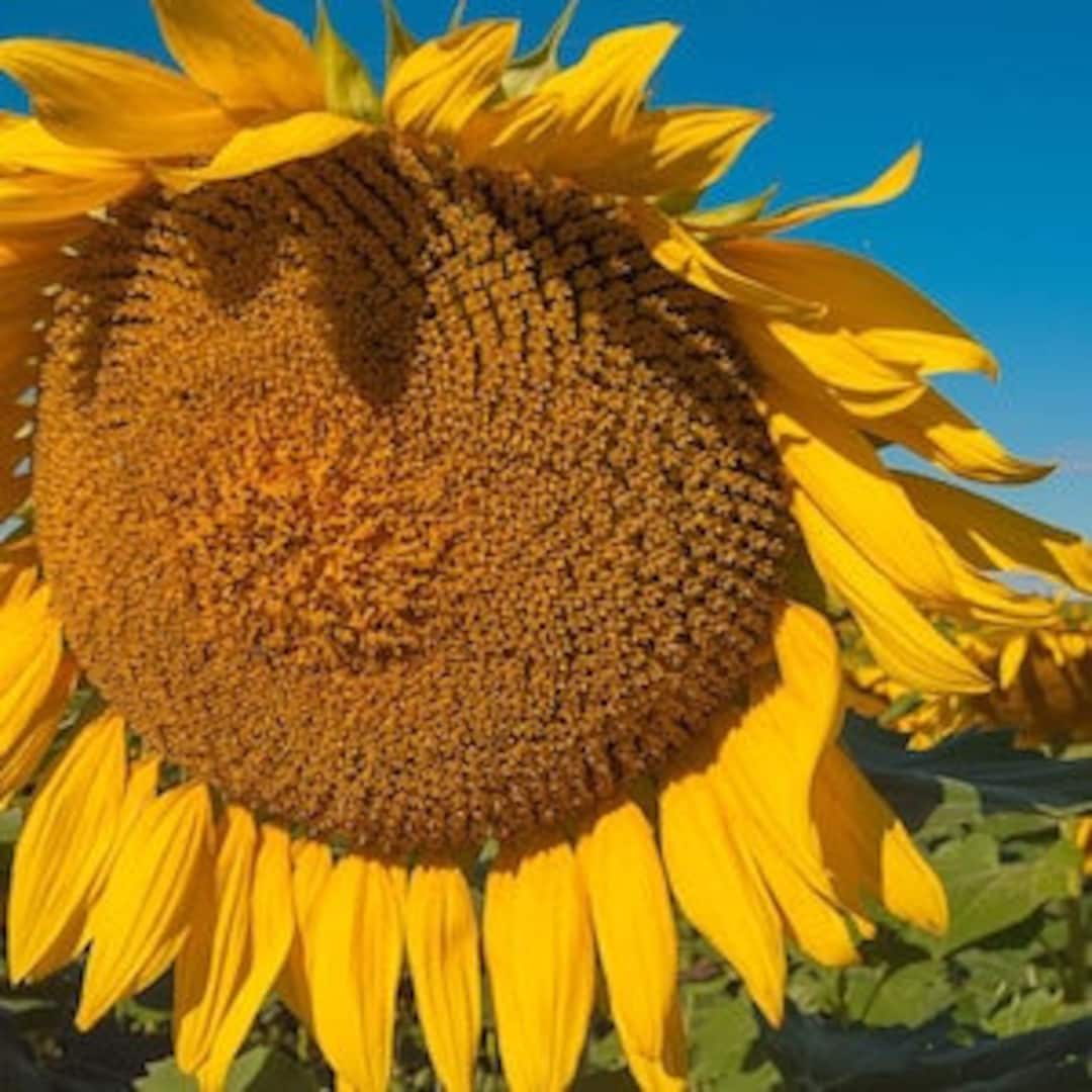 Titan Giant Sunflower 20 Seeds Etsy
