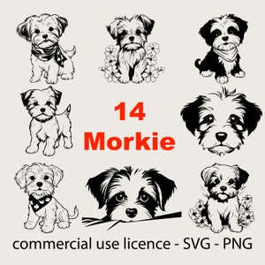 Buy a cheap morkie