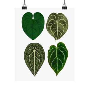 Anthurium Poster - Plant Poster, Plant Graphic, Anthurium Poster, Anthurium Art, Plant Mom Gift, Gifts for Plant Lover, Gifts for Her