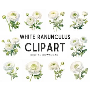 White Ranunculus Watercolor Clipart - Wedding invite card, Digital download, Digital Planner, Journal, Wall Art, Greetings Card, Digital Art