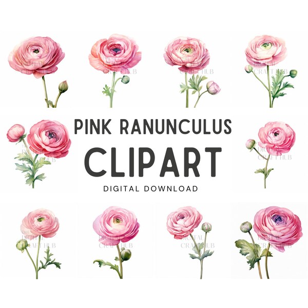 Ranunculus - Etsy