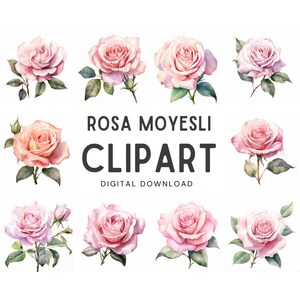 Rosa Moyesli Watercolor Clipart - Wedding invite card, Digital download, Digital Planner, Journal, Wall Art, Greetings Cards, Digital Art