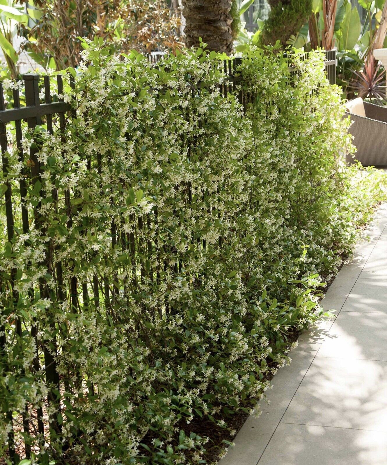 Fragrant Evergreen Hardy Climber Star Jasmin trachelospermum