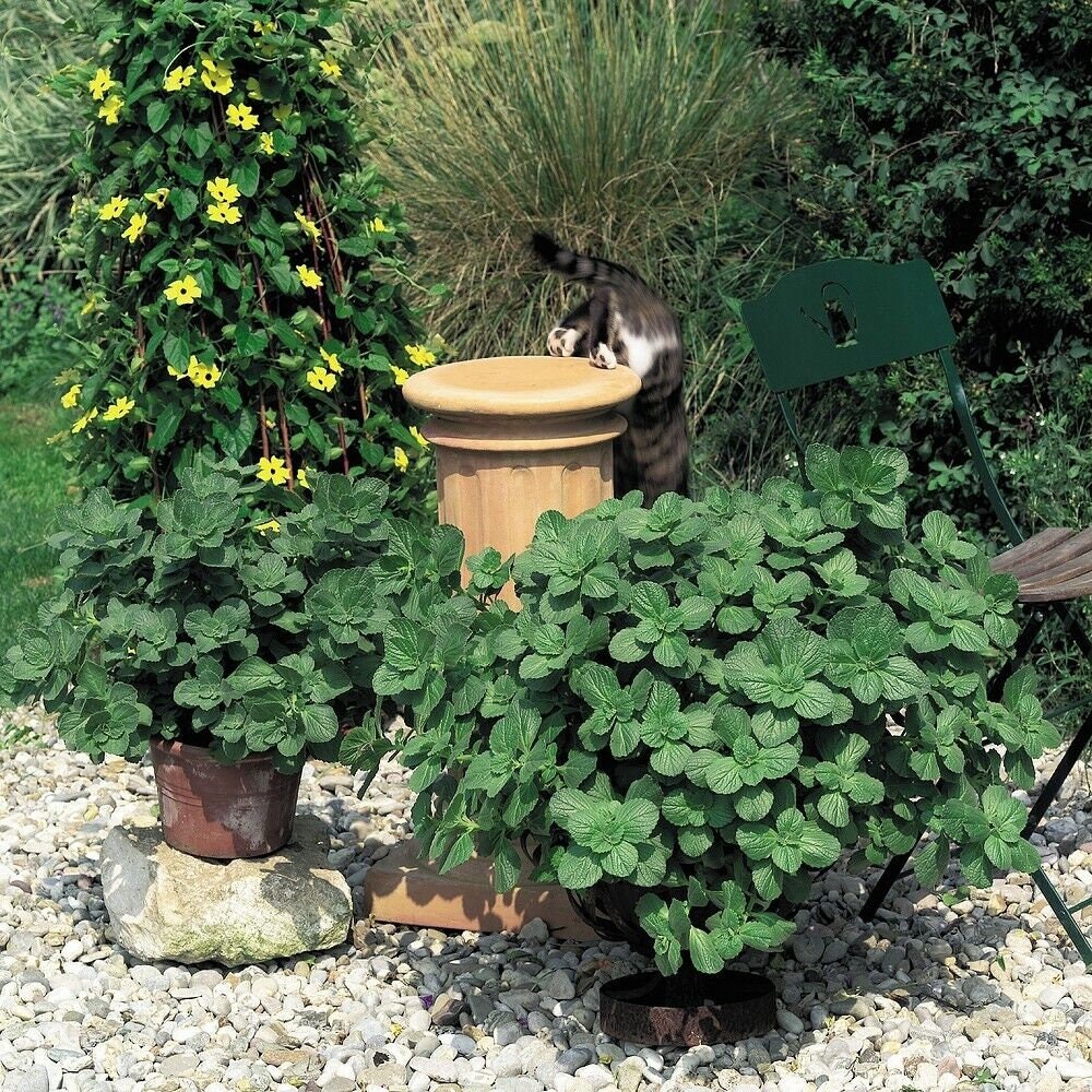 Coleus Canina . Scardey Cat and Dog Repellent Garden Plants 3 Etsy UK
