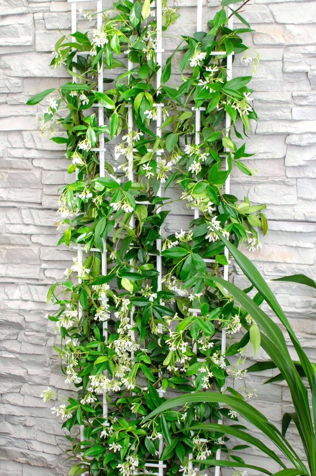 Fragrant Evergreen Hardy Climber Star Jasmin trachelospermum