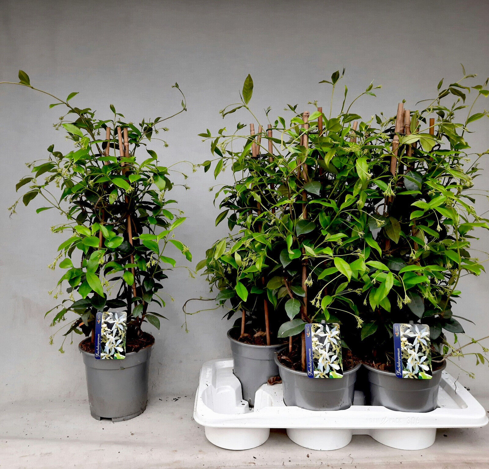 Fragrant Evergreen Hardy Climber Star Jasmin trachelospermum