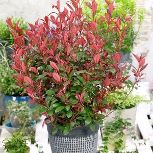 NEW - PHOTINIA fRASERI 'dYNAMO RED' improved 'Red Robin' - Neater, Hardier  45cm - Etsy.de