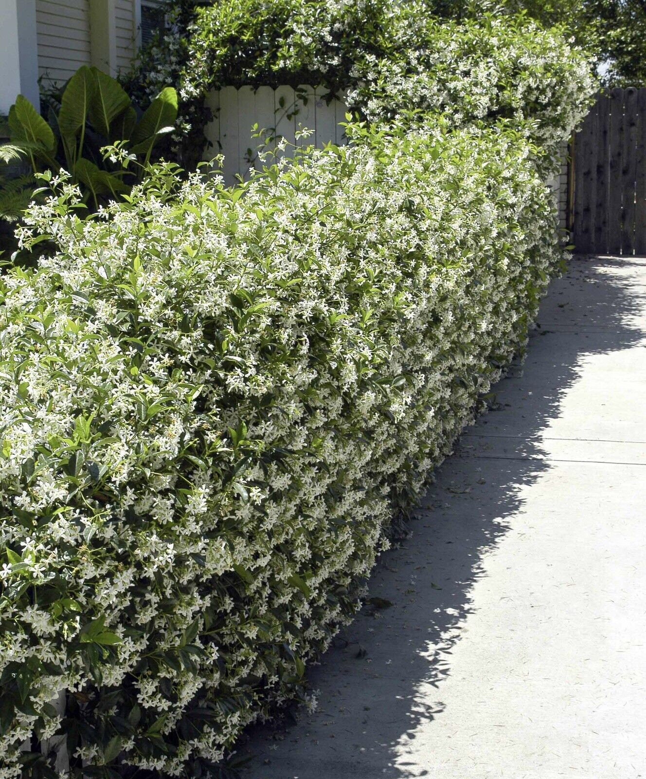 Fragrant Evergreen Hardy Climber Star Jasmin trachelospermum