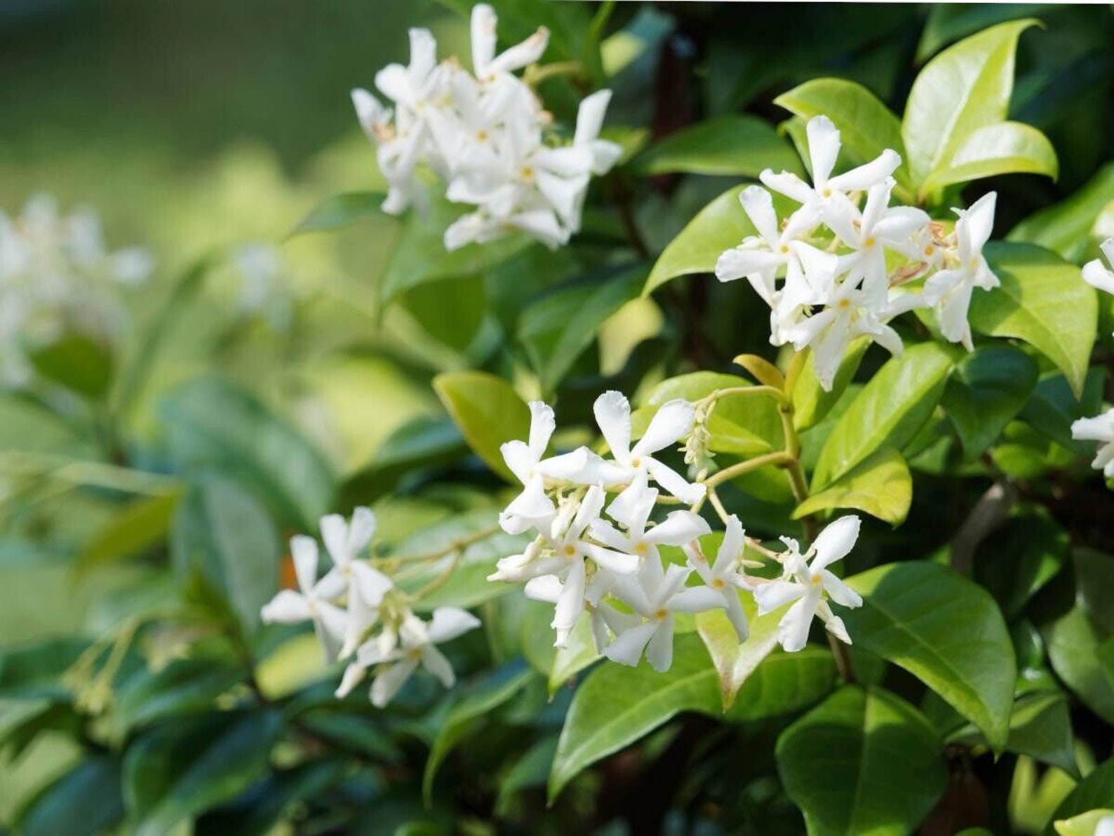 Fragrant Evergreen Hardy Climber Star Jasmin trachelospermum