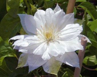 Clematis ‘Duchess of Edinburgh’ - Ready to Plant Now - Hardy Double White Large Flowering Clematis