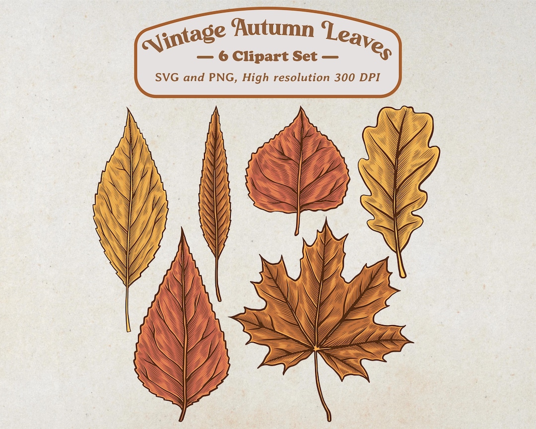 Autumn Leaves Clipart SVG PNG - Vintage Hand Drawn Fall Foliage - Etsy