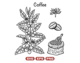 Kaffeepflanze SVG und PNG, Botanische Arabica Kaffeebohne, Kaffeebeeren,  handgezeichnete Illustration, Digi Stamp, Grafik, Line Clip Art, Logo -  Etsy sterreich