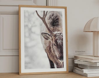 Snowy Reindeer Photography Print, Winter Wildlife Art (Digital Download)